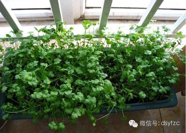 香菜种植技术方法与管理（叶菜类栽培方法--香菜）(1)