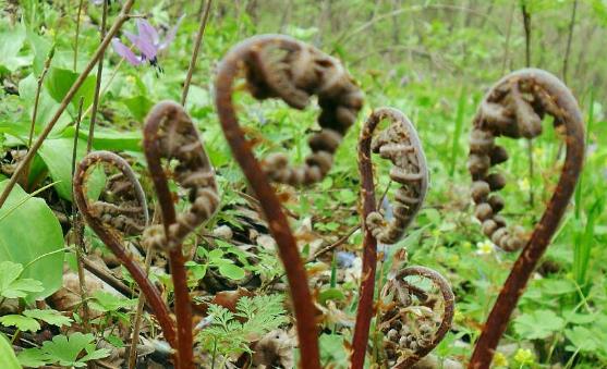 野菜的营养价值 野苋菜的好吃做法简单易学哦