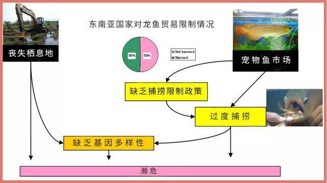 这种神似东亚龙的漂亮鱼类,曾经濒危了