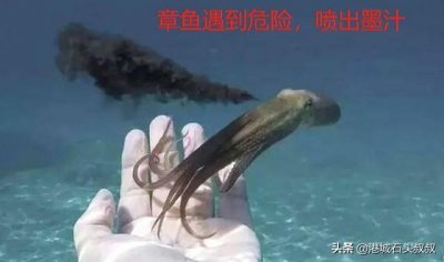 ​海边有些渔民吃八爪鱼动不动就是爆头，墨汁真有这么好吃吗？