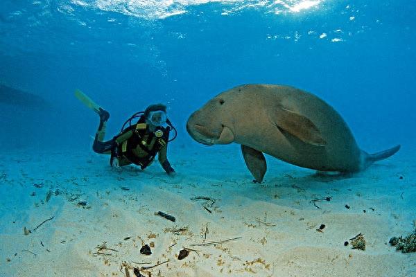 海洋生物：儒艮——它就是美人鱼的原型，行动缓慢，性情温顺