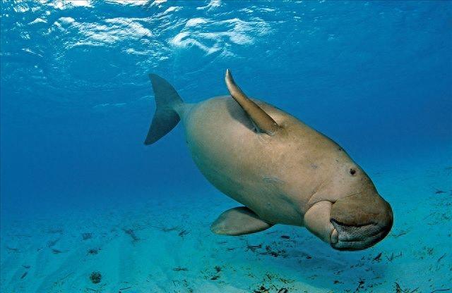 海洋生物：儒艮——它就是美人鱼的原型，行动缓慢，性情温顺