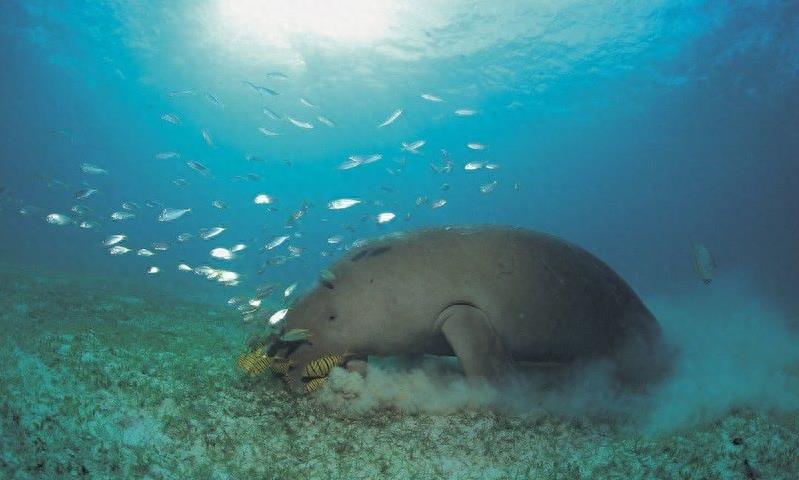 海洋生物：儒艮——它就是美人鱼的原型，行动缓慢，性情温顺