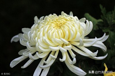 ​菊花-寒秋之魂