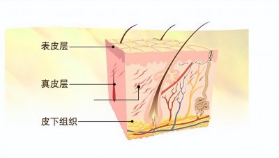 ​皮肤基础知识篇-皮肤的分层结构