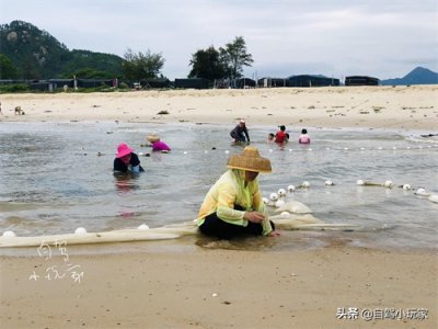 ​惠州野沙滩大汇总：8个野沙滩，人少景美海货多，一个都不能错过