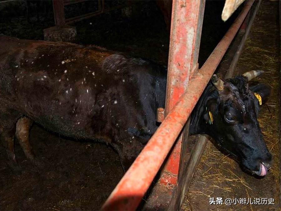 直击日本福岛核泄漏，海洋生物变异，图4她告诫女儿永远别生孩子