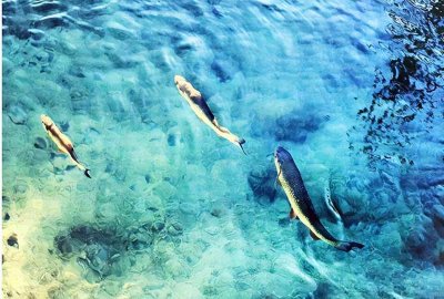 ​“水至清则无鱼”，下一句更是精髓，可惜很少有人知道