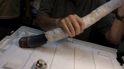 ​科学家首次发现活体巨型船蛆，这又臭又丑的生物竟广受收藏家追捧