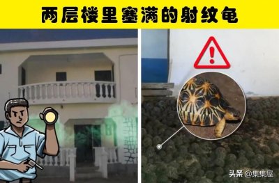 ​在非常意外的地方被人类找到的6种动物