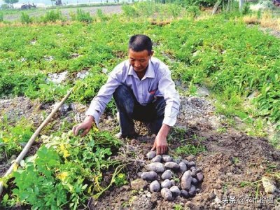 ​因富含花青素，3年前一斤5元不愁卖，如今却饱受吐槽，沦为色素