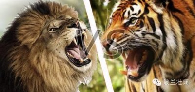 ​曾困惑我们童年“狮子和老虎究竟谁厉害？”的问题终于要有答案了