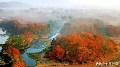 ​漓江边乌桕滩有多美？看一眼惊艳一年……