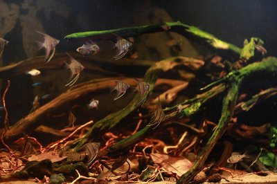 ​鱼缸内养清道夫的利弊（清道夫）