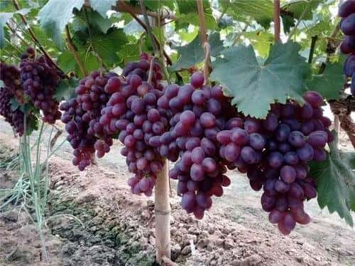 家里为何不能种葡萄（为什么家里忌讳种葡萄）