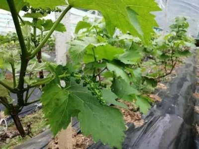 ​家里为何不能种葡萄（为什么家里忌讳种葡萄）