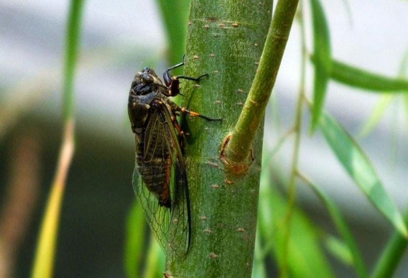 金蝉晚上出土时间段（金蝉什么时候出土最多）