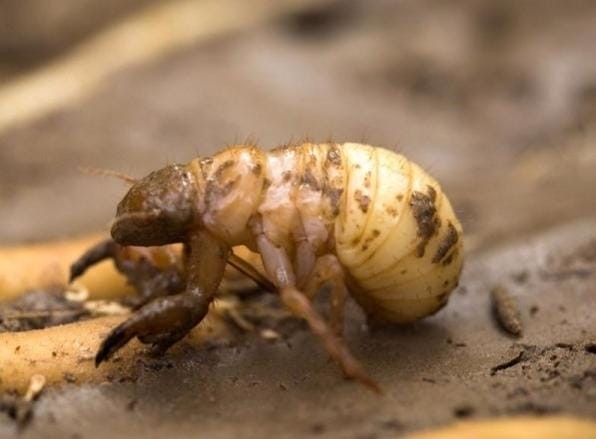 金蝉晚上出土时间段（金蝉什么时候出土最多）