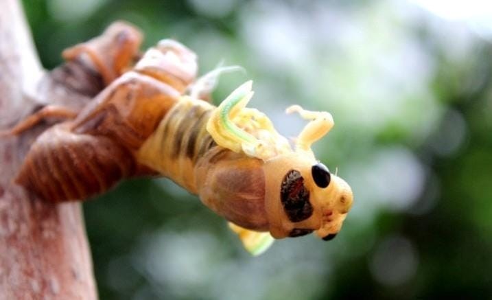 金蝉晚上出土时间段（金蝉什么时候出土最多）