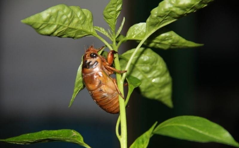金蝉晚上出土时间段（金蝉什么时候出土最多）