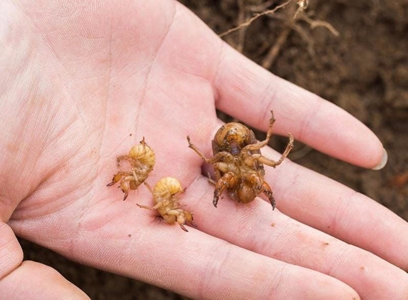 金蝉晚上出土时间段（金蝉什么时候出土最多）