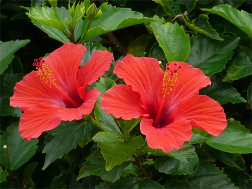 送菊花的花语和寓意（菊花送人代表什么意思）