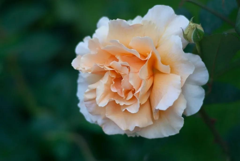 送菊花的花语和寓意（菊花送人代表什么意思）