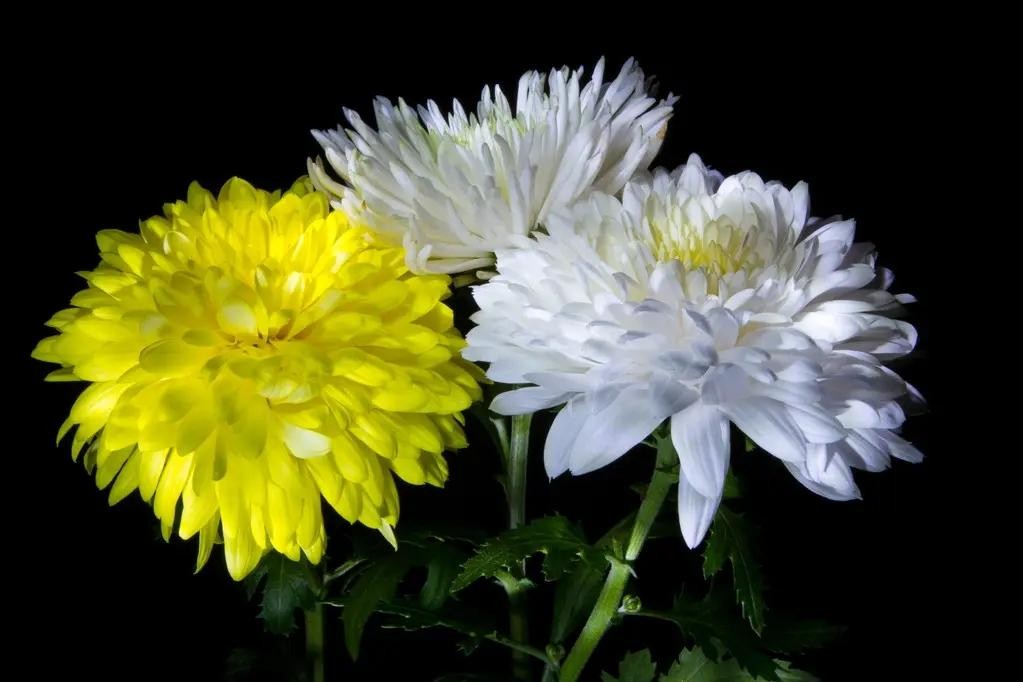 送菊花的花语和寓意（菊花送人代表什么意思）