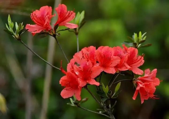 送菊花的花语和寓意（菊花送人代表什么意思）
