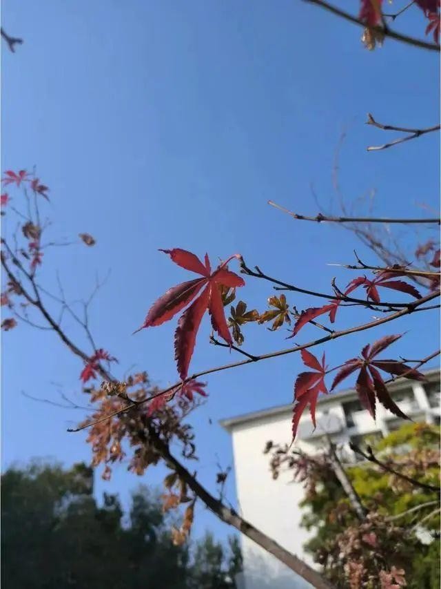 性价比高的两千元手机推荐（两千元手机性价比之王）