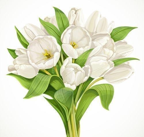 白色郁金香寓意和花语（白色郁金香花语是什么意思）