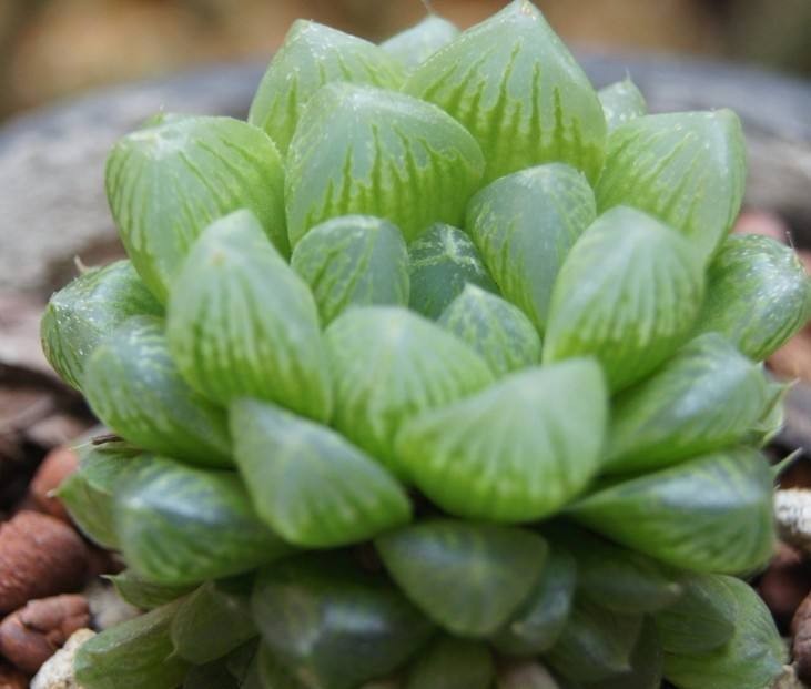 多肉玉露怎么养才能饱满通透（养多肉玉露的三大注意点）