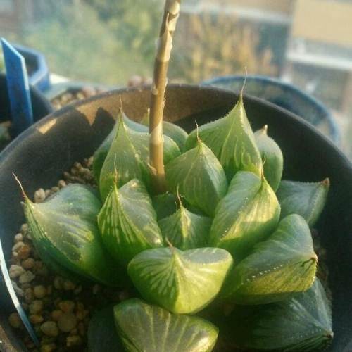 多肉玉露怎么养才能饱满通透（养多肉玉露的三大注意点）