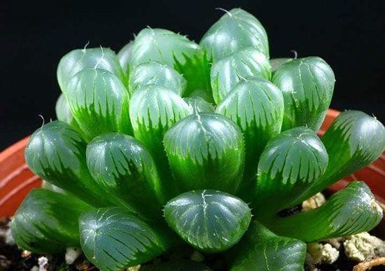 多肉玉露怎么养才能饱满通透（养多肉玉露的三大注意点）