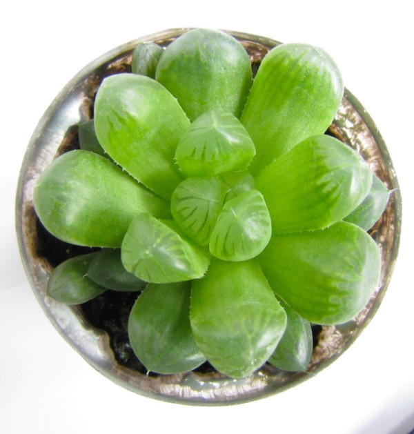 多肉玉露怎么养才能饱满通透（养多肉玉露的三大注意点）