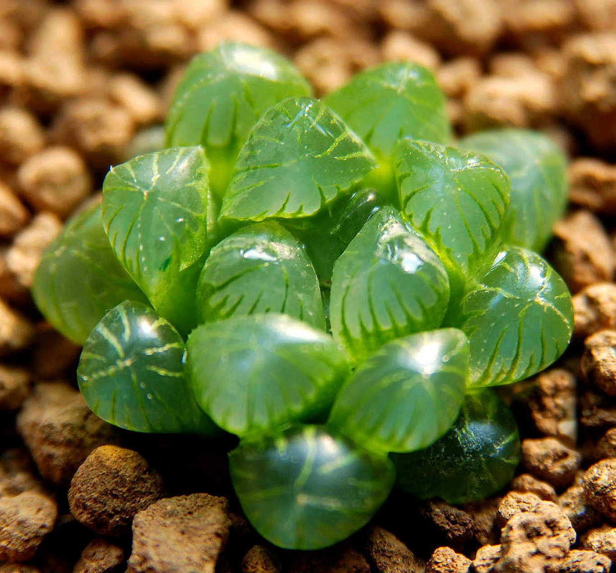 多肉玉露怎么养才能饱满通透（养多肉玉露的三大注意点）