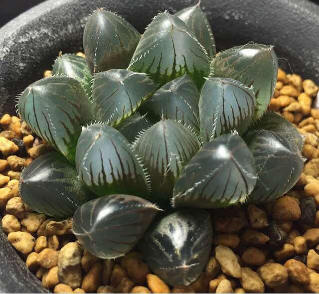 多肉玉露怎么养才能饱满通透（养多肉玉露的三大注意点）