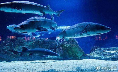 北京9大适合带孩子玩的地方，首推海洋馆。