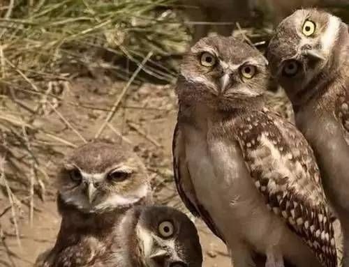 人们称青蛙为农作物的卫士是因为什么呢