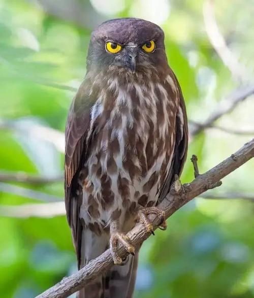 动物被誉为什么