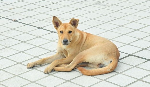 动物的美称青蛙是田园卫士吗