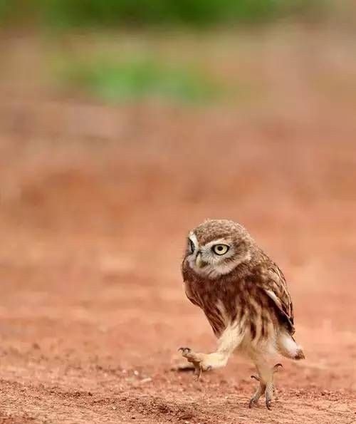 田园卫士是什么动物的别称