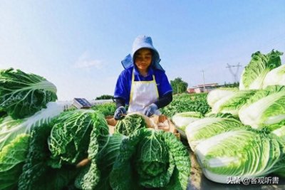 ​韩国白菜涨到天价，部分民众却拒绝中国白菜