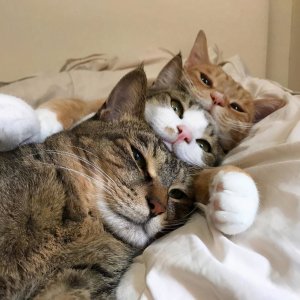 宠物猫选择主人是有要求的!没有你们想象的那么简单