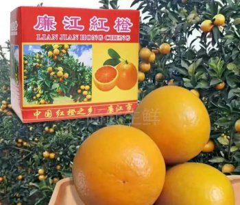 水果之乡-湛江的特产水果分享