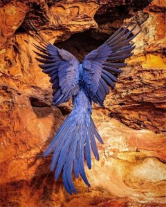 世界上最大的鹦鹉