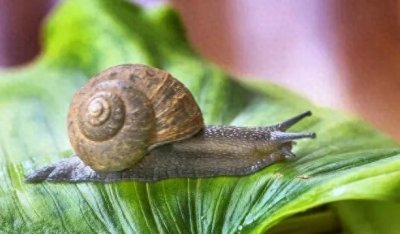 蜗牛的介绍
