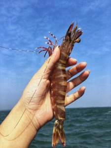 海边人的智慧:挑虾线不用那啥一招速成,2秒挑出虾线