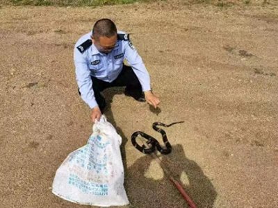​松花蛇出没，民警紧急出动