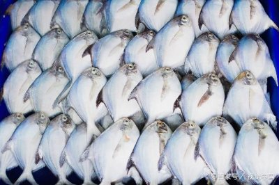 ​鲳鱼又叫平鱼、镜鱼，在我国近海分布广泛，它肉多刺少是很好吃的